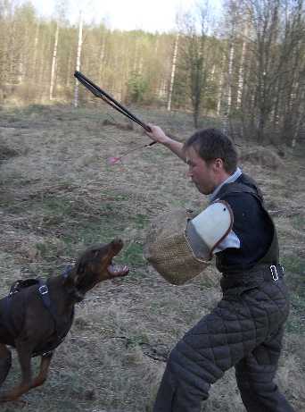 Handler:Sari Nissinen