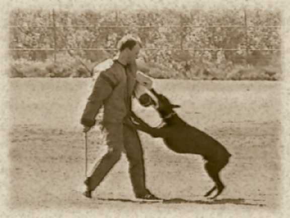 Bronco